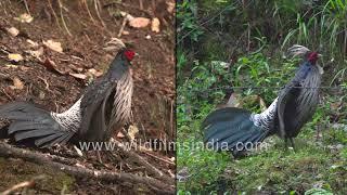 Kalij Pheasant flaps its wings as part of breeding display at wildfilmsindia sanctuary in Himalaya