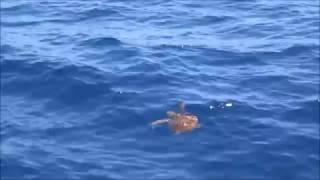 Sea Turtle swimming during Eden Catamaran Boattrip in Tenerife