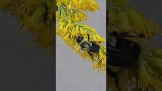 Up Close and Personal Video of Some Bees