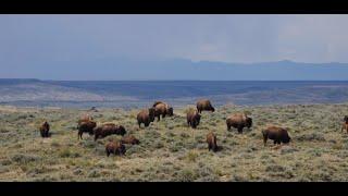 REWILDING THE AMERICAN PRAIRIE