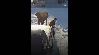 Dachshund protects owner from charging moose!