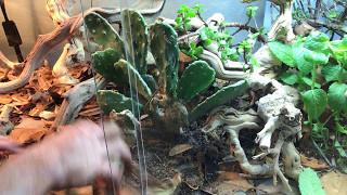 How to setup a BioActive Bearded Dragon terrarium - Self cleaning & maintaining