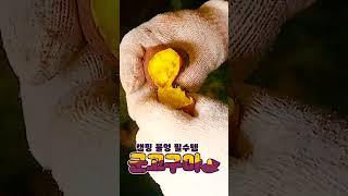 캠핑요리 추천 필수템 꿀맛나는 밤 고구마 하나면 끝!!!   A must-have camping food recommendation. Sweet potato is enough