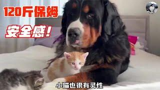 120斤的伯恩山犬，遇到一窝3周大的奶猫，跟德牧差距很大啊