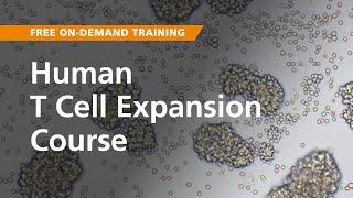 On-Demand Training: Human T Cell Expansion