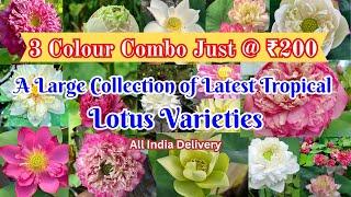 3 colour Lotus combo just at ₹200 @Petalssphere || With subtitles (ENGLISH, HINDI, TAMIL)