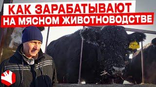 Как зарабатывают на мясном животноводстве? | Мясное животноводство | КФХ Потаенков