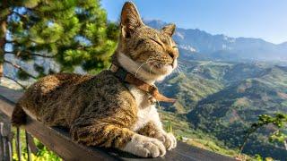 Music for Cats  Good Sleep Music and Stress Relief Music for cats, Music that cats like