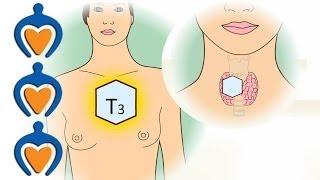 Thyroid gland - What's the function of the thyroid?