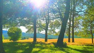 Relaxing Nature Meditation  Calming SUMMER Ambience  Healing FOREST Sounds on a Lovely Sunny Day