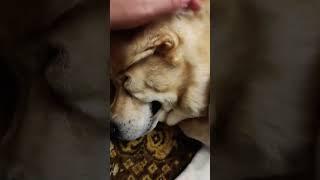 Чарли очень сильно переволновался / Чарли очень любит свой дом