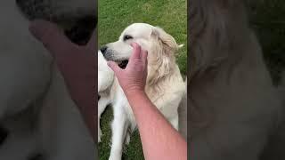 Sonny the Golden Retriever Doesn’t Want to Give his Ball Back #shorts