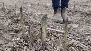 How does asparagus grow?