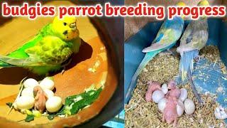 Budgies parrot breeding progress || bajari Tote Shandar building progress || Hindi