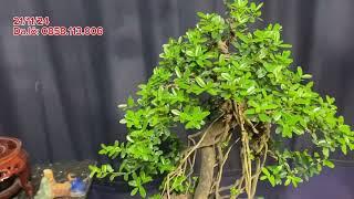 Cây hải châu tầm trung chào bán, Honđa BONSAI