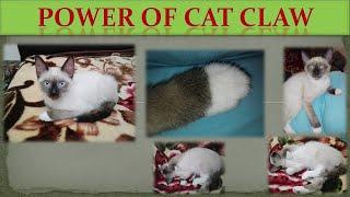 Cat Claw