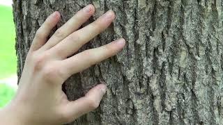 Tree identification: green ash