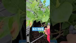 듀크 개량종 20250621) 단맛이 나는 듀크 개량종. 기존 듀크와는 맛이 다르다. #blueberry #블루베리
