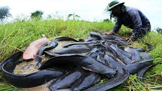 Unique Fishing Skill - a fisherman finding fish in rainy season catch by hand today