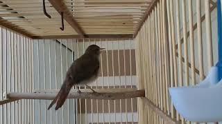 Bulbul hazar dastan singing bird
