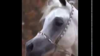 Arabian Horse Tribute