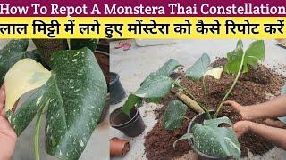 How To Repot Monstera Thai ConstellationMonstera Plant CareRepotting Of Monstera Thai Con