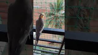 Cockatiel Singing  #pets #cockatiel