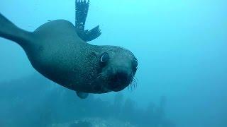 Freediving with Seals (Warning - many seals!!!)