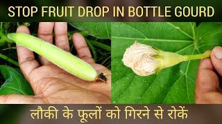 Stop fruit drop in bottle gourd, लौकी के पौधे से फूलों का झड़ना रोकें, bottle gourd care