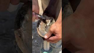 Cleaning up horse hoof #horseshoeing #asmr #asmrsounds #oddlysatisfying #horsecare