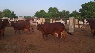 #Red Sindhi #cattle #sindh #Sardar Malik Asad sikandar progressive breeder of Sindh