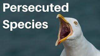 Persecuted Species: Seagulls, sharks and snakes! - The 'Conservation Is' Podcast