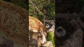 Amazing beehive in the beehive tree, wild bee, natural bee #honeybeesting #honeybee #travel #vlong