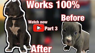 XL bully)How to make your XL American bully 100 lbs ULTRA CLASS FAMILY part 3