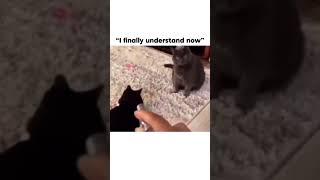 I finally understand now ahh cat #bruh #trending #subscribe #cat #cats #meme #memes #shorts #capcut