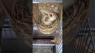 Романтіканавіть, без червоного бантіка️ #love #music #birds #птахи #гніздо #nest #zebrafinch