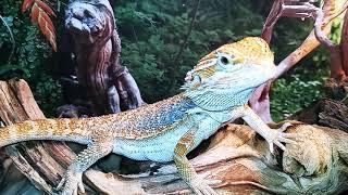 Hypo Bearded Dragon Morph explained!! 5,000 sub giveaway of a baby dragon!