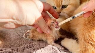 Please live! - Newborn kitten too weak to drink mother cat's milk.