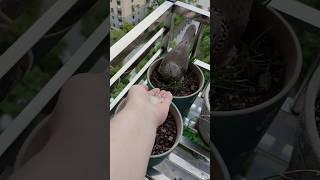 the story of a dove family who has made a nest on my balcony  #animalrescue #dove #pigeon #babybird