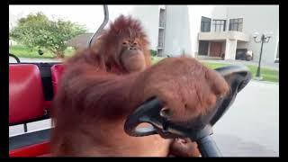 Orangutan Driving Golf Cart