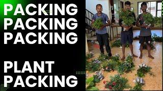 സന്തോഷവും സങ്കടവും  / plants packing/ Plants courier packing