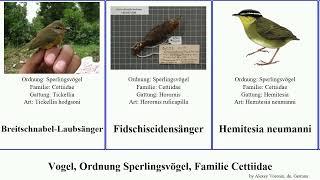 Vogel, Ordnung Sperlingsvögel, Familie Cettiidae bird Fuse Passeriformes Fidschiseidensänger