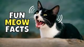 8 Fun Facts About Your Cat’s Meow (#1 is Surprising)