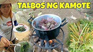 PICK & COOK TALBOS NG KAMOTE