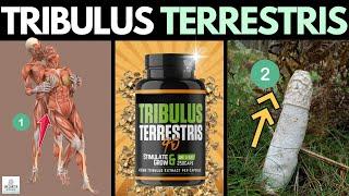 Is TRIBULUS TERRESTRIS Nonsense? (You Will Know BETTER After This Video)