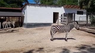 A group of Chapman's zebras and their enclosure