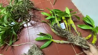 LAN RỪNG KON TUM 22/4/2025 LH 0973821799