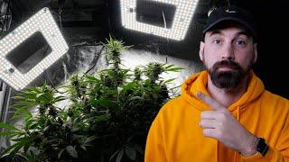 Is This Why Some People Think DWC Hydroponics is the Best Way To Grow Plants??