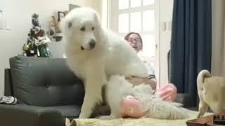 Giant Dog Thinks He's A Lapdog