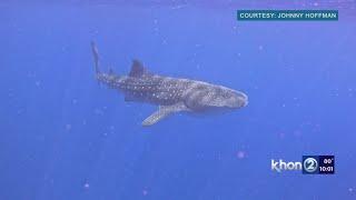 'Once in a lifetime experience': Whale shark spotted in Waikiki